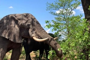 Safari game drive and rhino walk