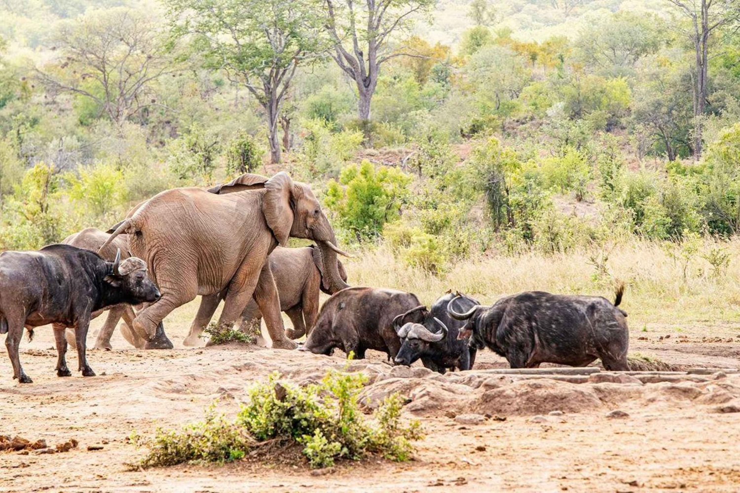 Safari Game Drive in Zambezi national park