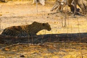 Safari Game Drive in Zambezi national park