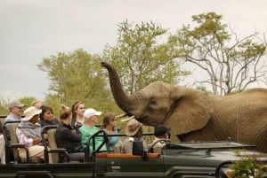 Safari Game Drive in Zambezi national park