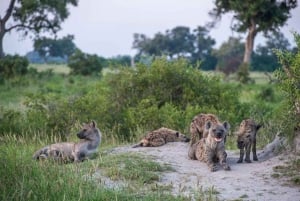 Safari Game Drive in Zambezi national park