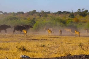 Safari Game Drive in Zambezi national park