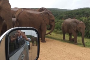 Safari Game Drive