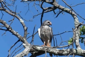 Safari Game Drive