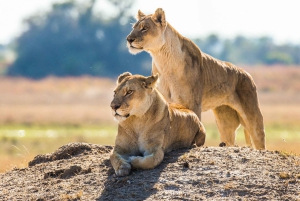 Sør-Afrika til Victoria Falls 12 dagers eventyr