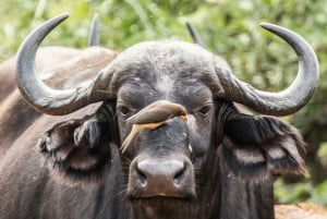 Etelä-Afrikan loma: 4,5 päivän Krugerin kansallispuisto ja Johannesburgin kiertomatka