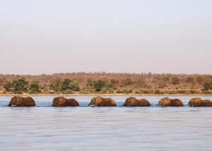 Tafika Zambezi