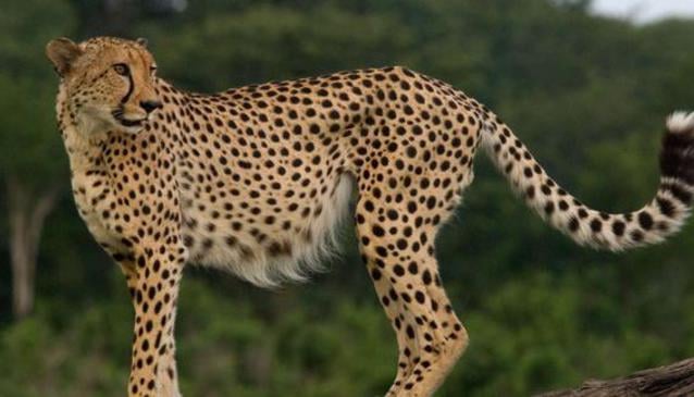 The Cheetah Conservation Project Zimbabwe