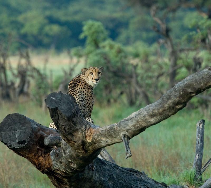 The Cheetah Conservation Project Zimbabwe