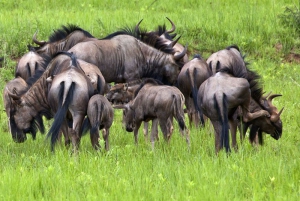 Thetford Game Reserve