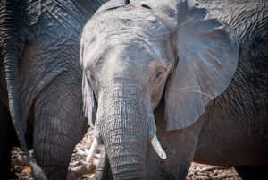 Safari de tres días en camping por el Chobe