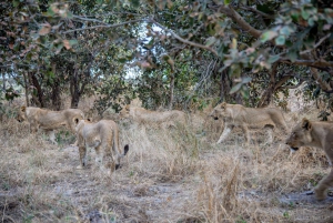 Safari de tres días en camping por el Chobe