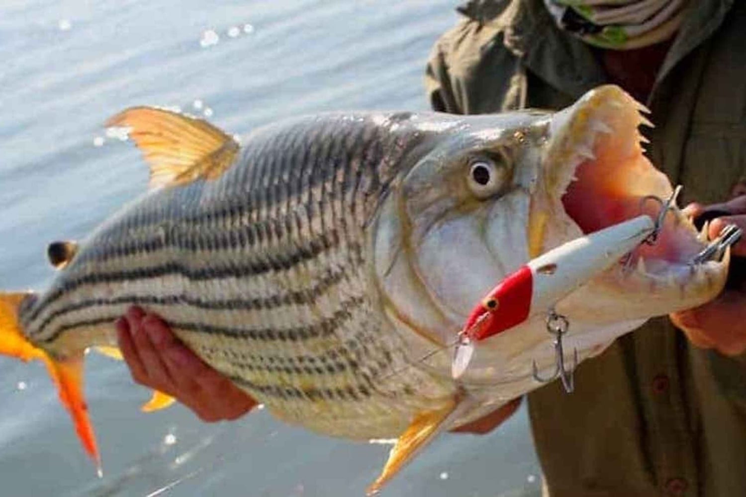 Tiger-fisketur på Zambezi-floden