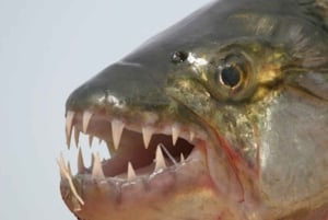 Tiger-fisketur på Zambezi-floden