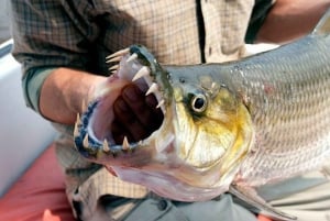 Tiger-fisketur på Zambezi-floden