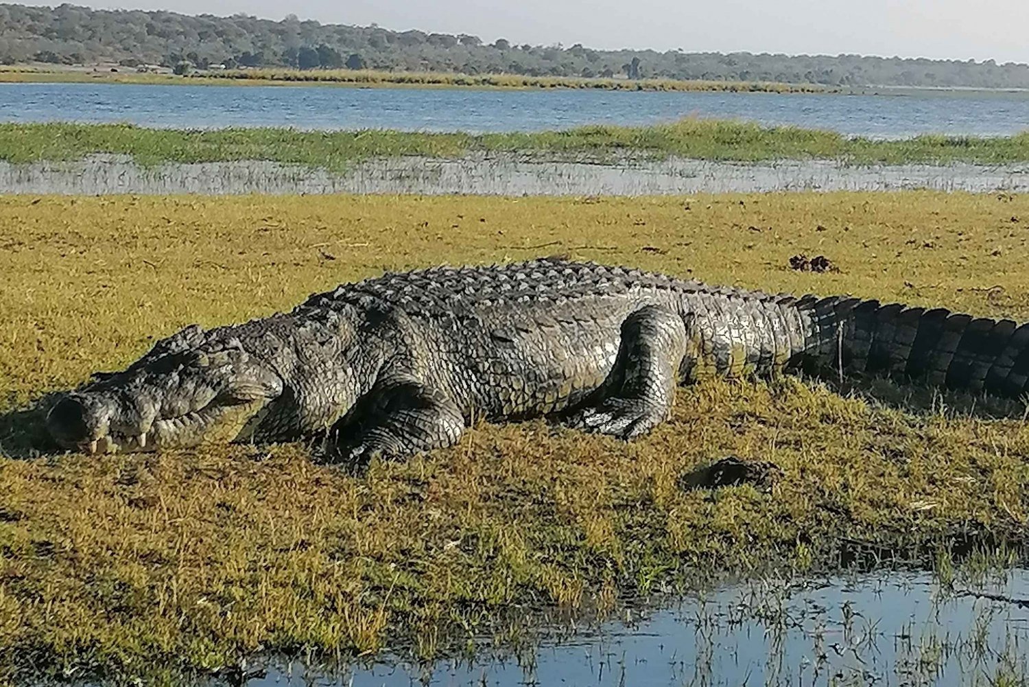 Tour Operator, River Cruises and Safari drives in the Chobe
