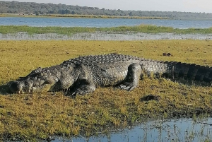 Tour Operator, Flusskreuzfahrten und Safari-Fahrten im Chobe