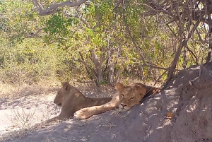 Tour Operator, Flusskreuzfahrten und Safari-Fahrten im Chobe