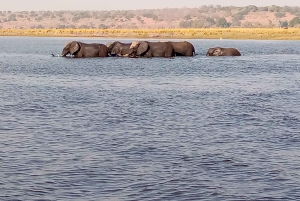 Tour Operator, Flusskreuzfahrten und Safari-Fahrten im Chobe