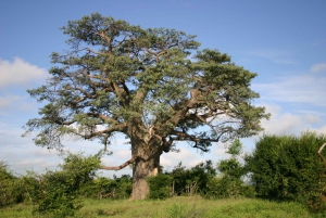 Vicoria Falls: Baobab Safari and Vic Falls Town walking Tour