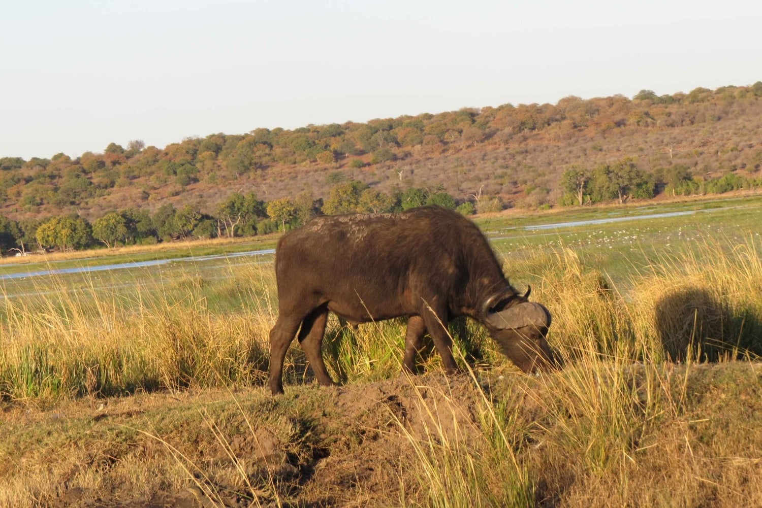 Victoria Falls: 2-Day Safari & Stargazing Experience