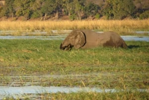 Victoria Falls: 2-Day Safari & Stargazing Experience