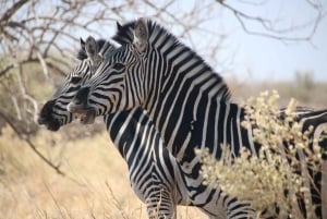 Victoria Falls: 2-Day Safari & Stargazing Experience