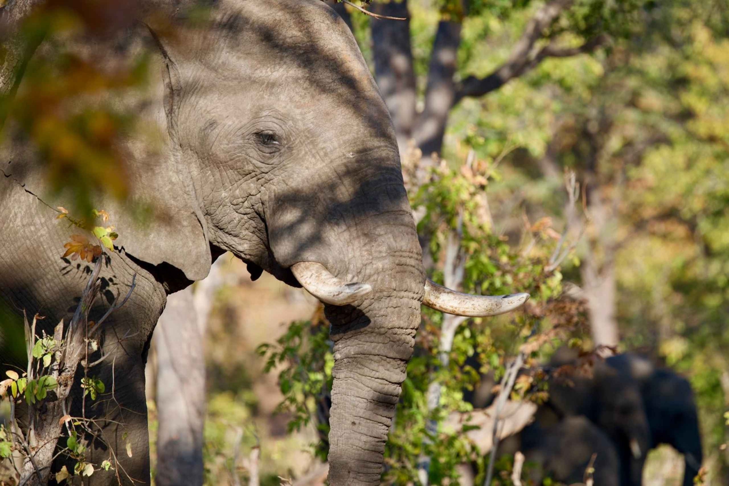 Victoriafälle: 4-tägige Tour mit Chobe