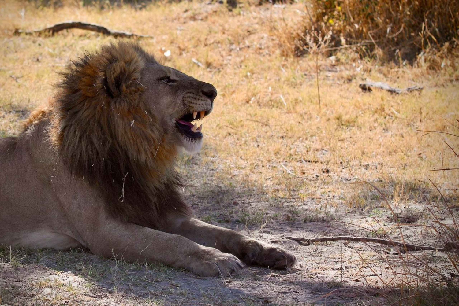 Victoriafälle: 4-tägige Tour mit Chobe