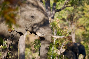Victoriafälle: 4-tägige Tour mit Chobe