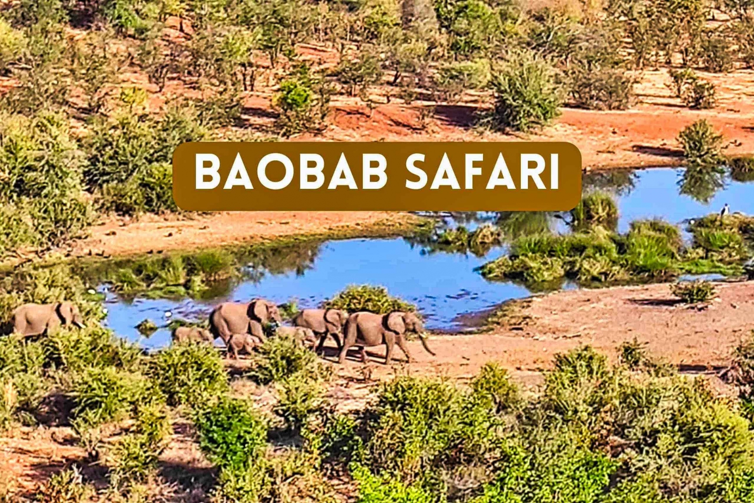 Victoria Falls: 4x4 Baobab Safari in National Park