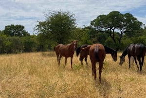 Victoria Falls: African Village Community Tour on Horseback