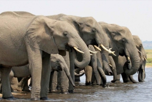 Victoria Falls ja Hwange National Park 4 päivän safarikierros