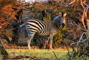 Victoria Falls: Baobab Safari - Sunrise and Mid Morning