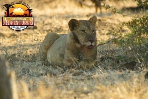 Victoria Falls: Baobab Safari - Sunrise and Mid Morning