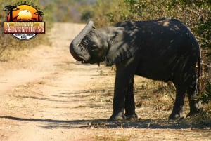 Victoria Falls: Baobab Safari - Sunrise and Mid Morning