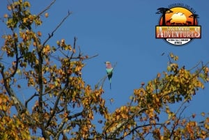 Victoria Falls: Baobab Safari - Sunrise and Mid Morning