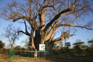 Victoria Falls: Baobab Safari - Sunrise and Mid Morning