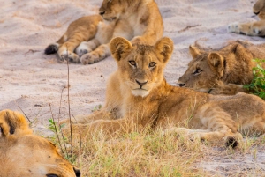Victoria Falls: Big 5 Night Game Drive with Bush Dinner