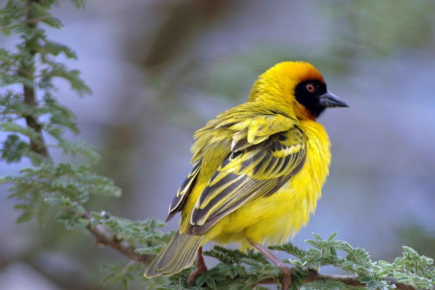 Wodospady Wiktorii: obserwacja ptaków i safari fotograficzne