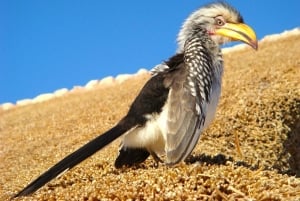 Wodospady Wiktorii: obserwacja ptaków i safari fotograficzne