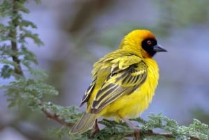 Wodospady Wiktorii: obserwacja ptaków i safari fotograficzne