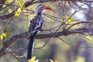 Wodospady Wiktorii: obserwacja ptaków i safari fotograficzne