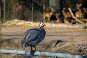 Wodospady Wiktorii: obserwacja ptaków i safari fotograficzne