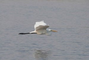 Wodospady Wiktorii: obserwacja ptaków i safari fotograficzne