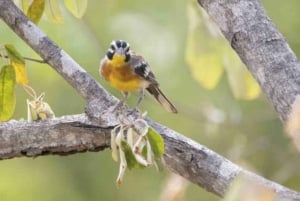 Victoria Falls: Birdwatching Safari in Zambezi National Park