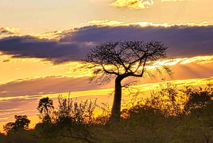 Victoria watervallen: Vogelspotten in het Zambezi National Park