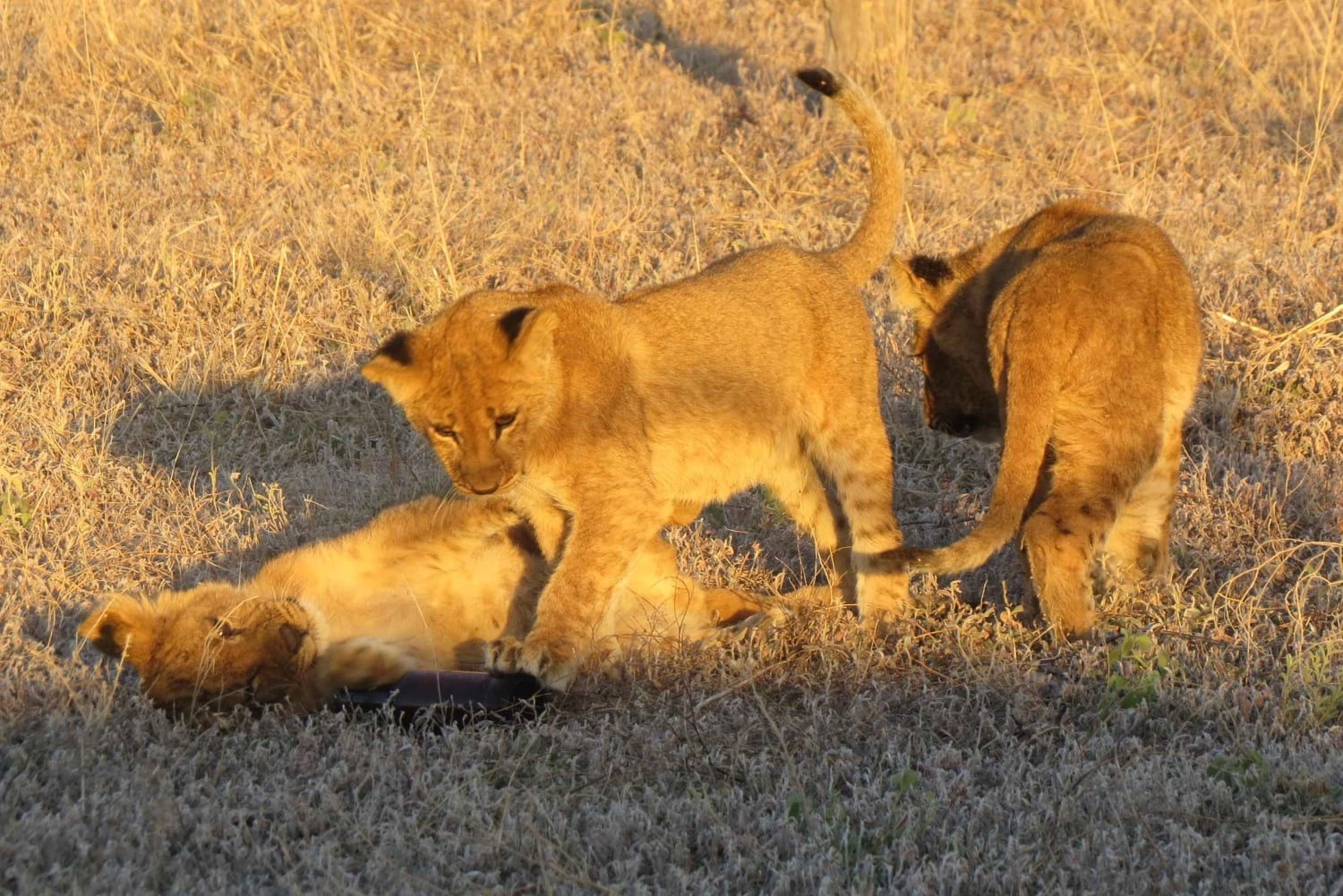 Victoria Falls & Chobe: 3-Day Safari with Cruise & Meals