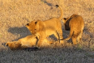 Victoria Falls & Chobe: 3-Day Safari with Cruise & Meals