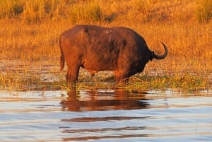 Victoria Falls & Chobe: 3-Day Safari with Cruise & Meals